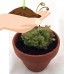 Spoonleaf Sundew Plant - Drosera spathulata - 3"  Pot   
